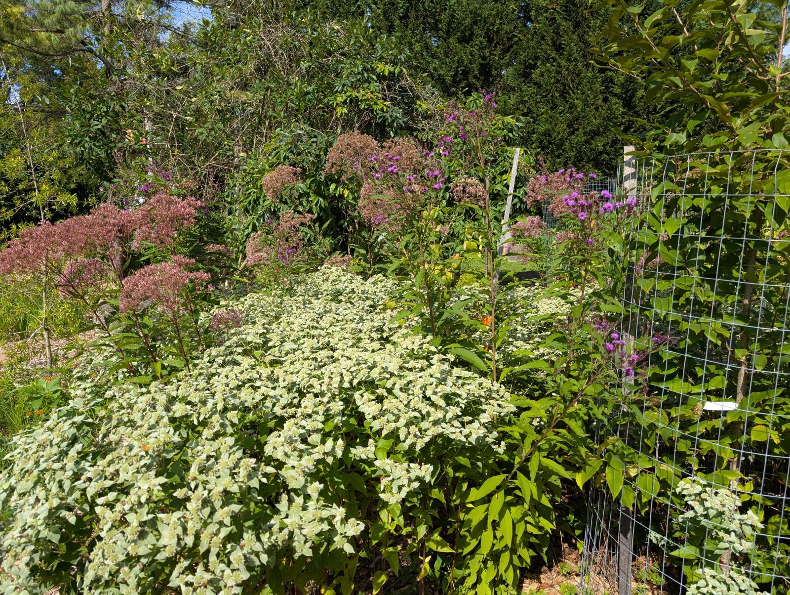 Native Plant Garden at Roslyn Park