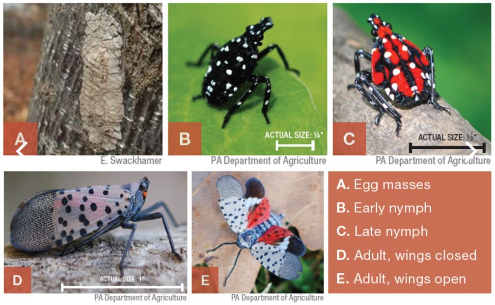 SpottedLAternfly images_pennsatte extension