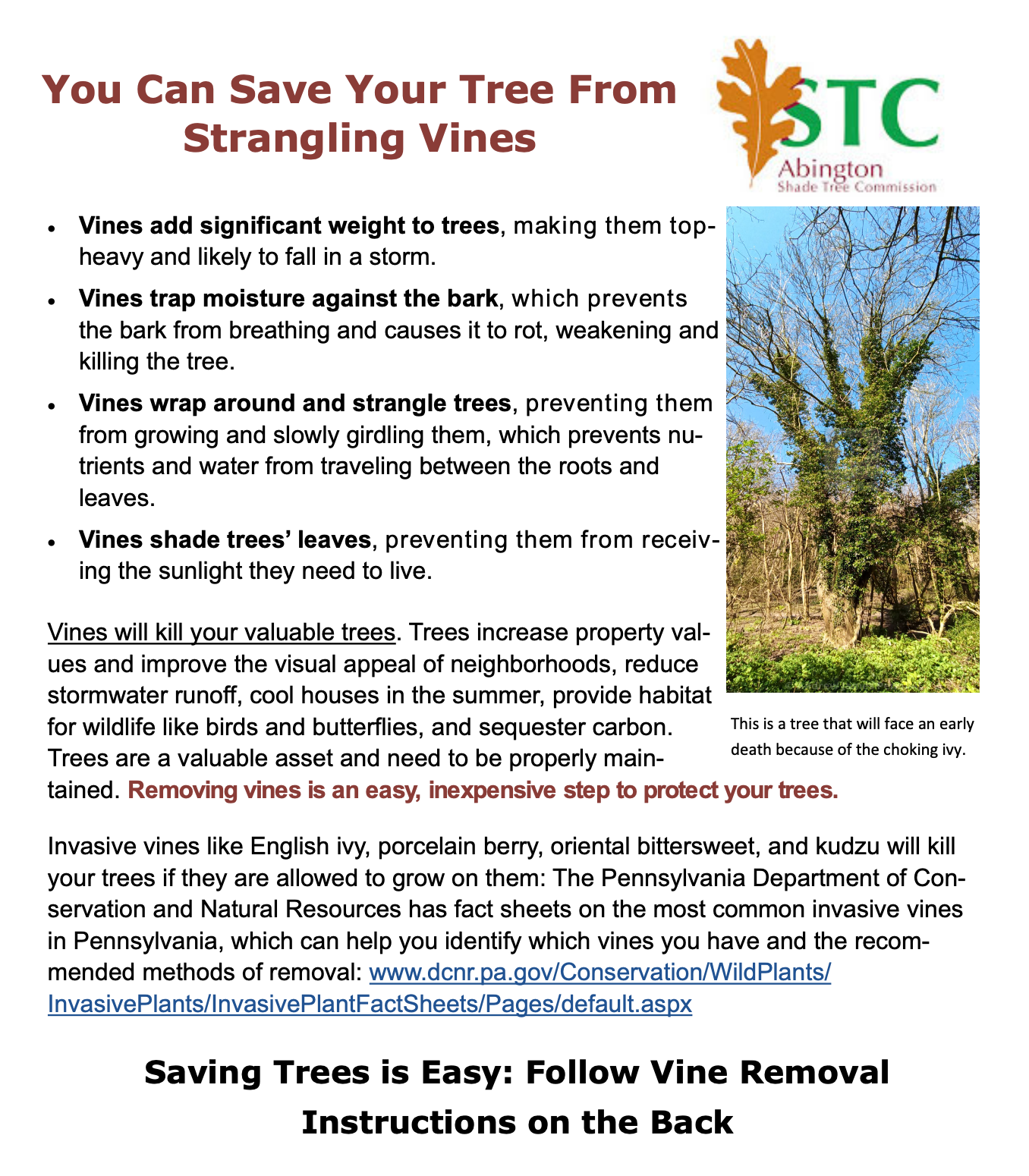 Saving your trees from strangling vines